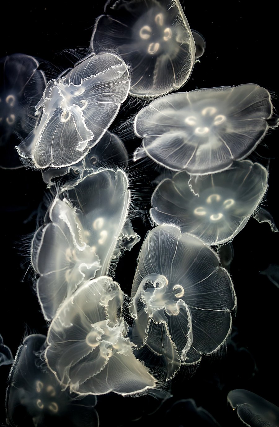 smack of moon jellies
