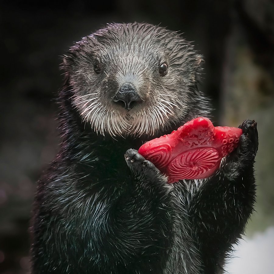 Sea otter holding a red star