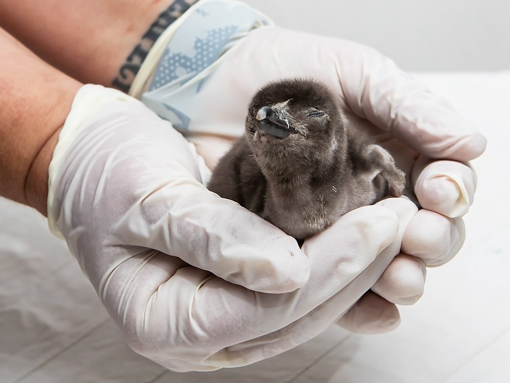 Penguin chick in gloved hands looking at the camera