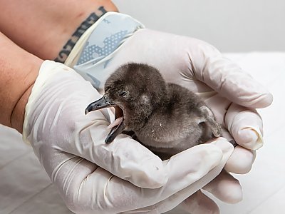 Penguin chick in gloved hands with mouth open - thumbnail