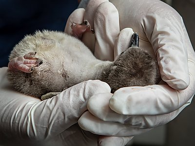 Penguin chick lying on back in gloved hands - thumbnail