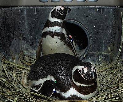 Penguin pair sitting in nest - thumbnail
