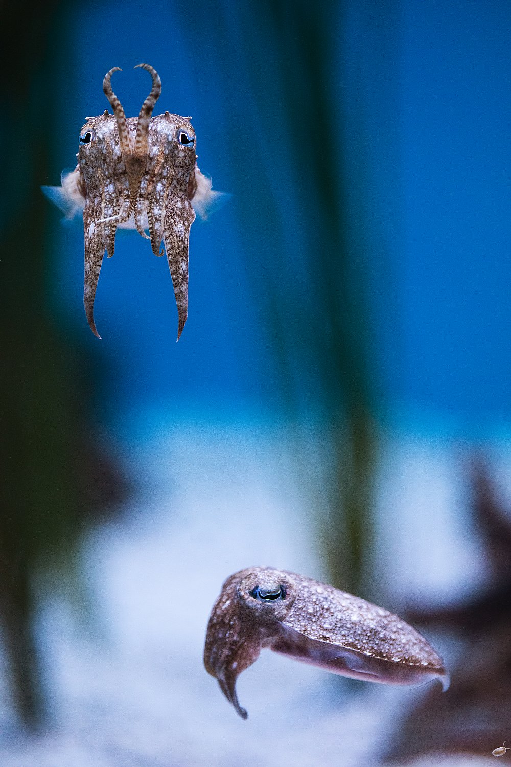 Two cuttlefish float: facing forward, bottom one in side-view.