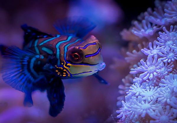 Blue striped fish swimming near purple shaded coral