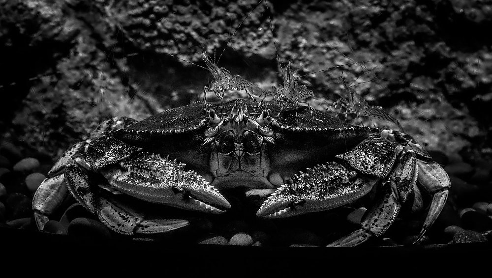 Black and white photo of a crab with three prawns sitting on top