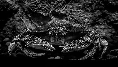 Black and white photo of a crab with three prawns sitting on top - thumbnail