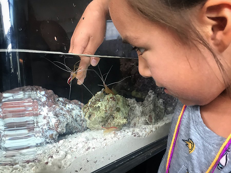 Young girl watches as cleaner shrimp climb on her hand inside small aquarium