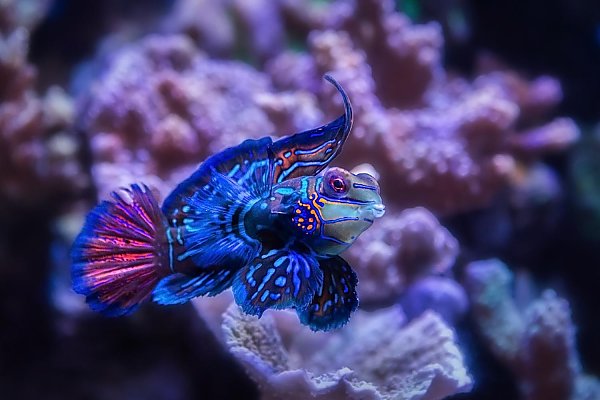 mandarinfish