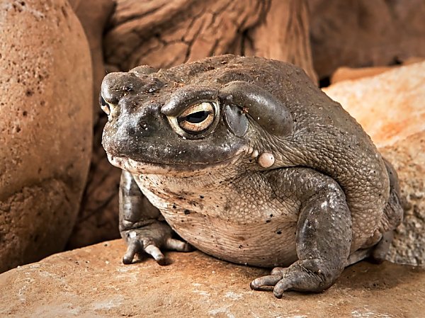 Sonoran Desert Toad | Online Learning Center | Aquarium of the Pacific