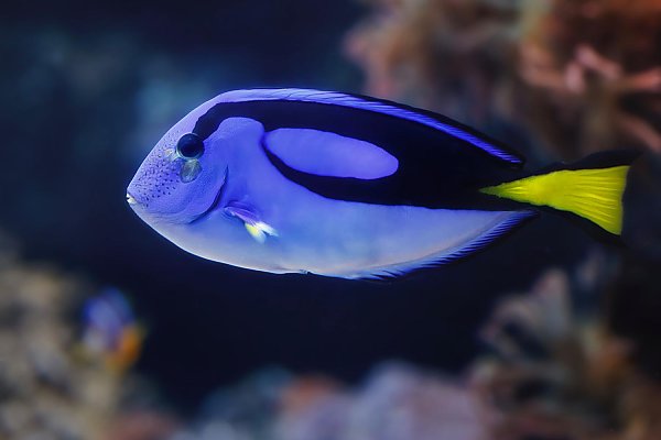 Palette Surgeonfish