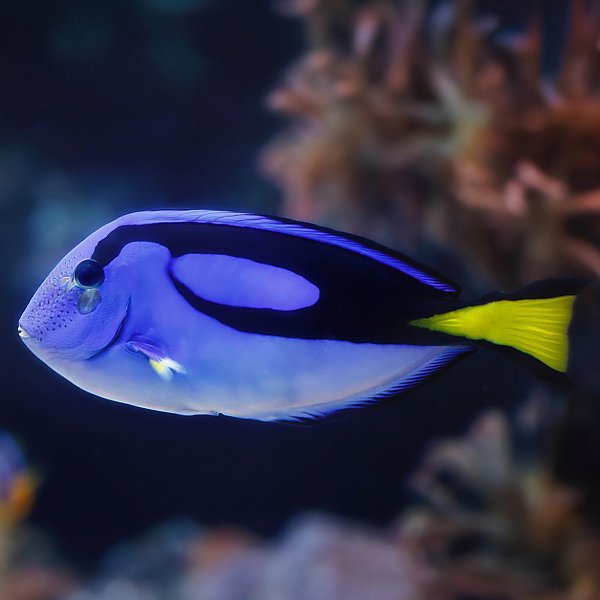 Palette Surgeonfish