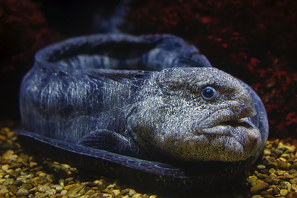 wolf eel