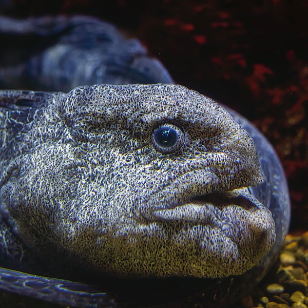 wolf eel