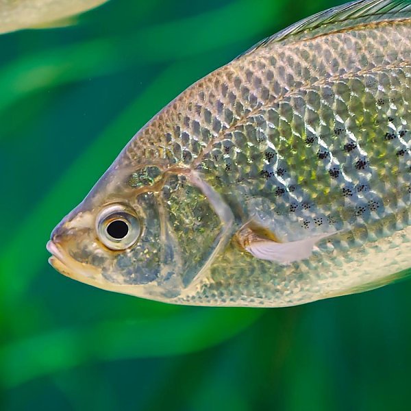 shiner surfperch