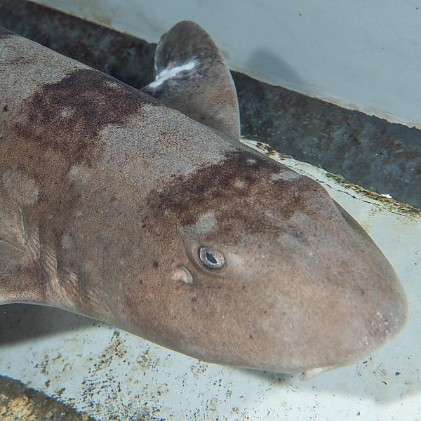 White-spotted bamboo shark