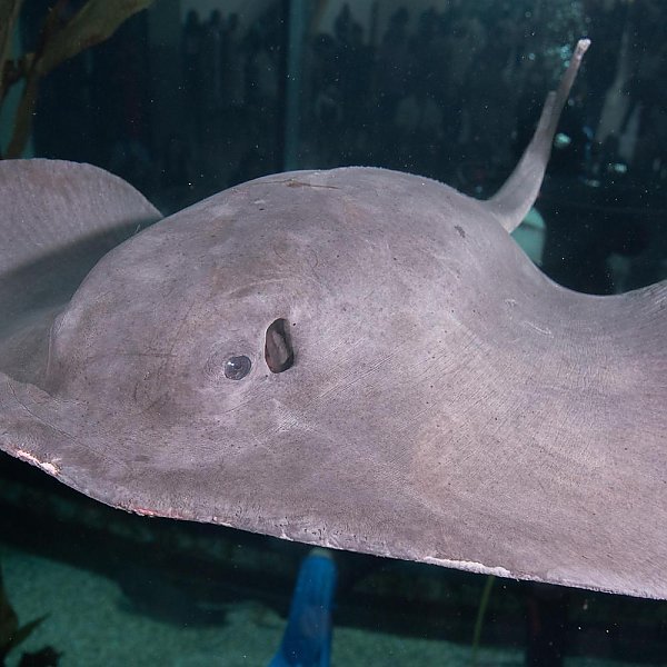 pelagic stingray