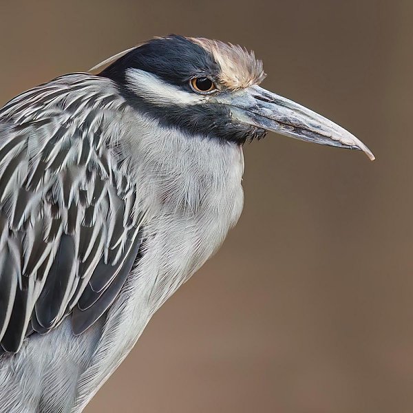 Yellow Crowned Night Heron