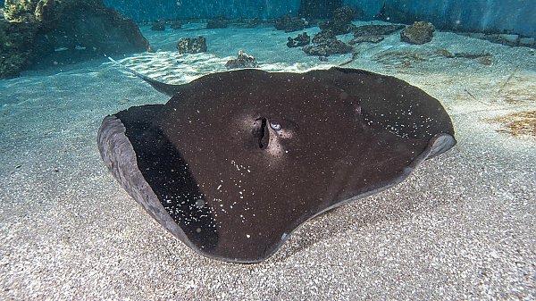 mangrove ray