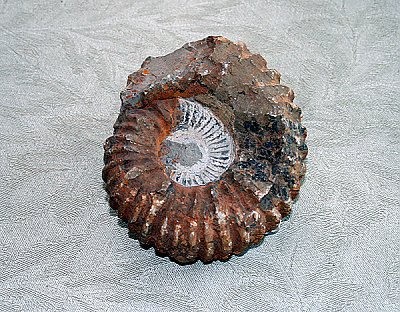 Ammonite - thumbnail