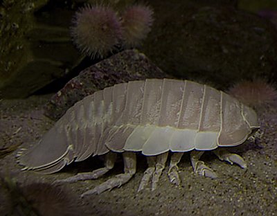 Bathynomus giganteus - Giant Isopod - thumbnail