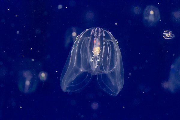 Comb Jelly on Blue Background