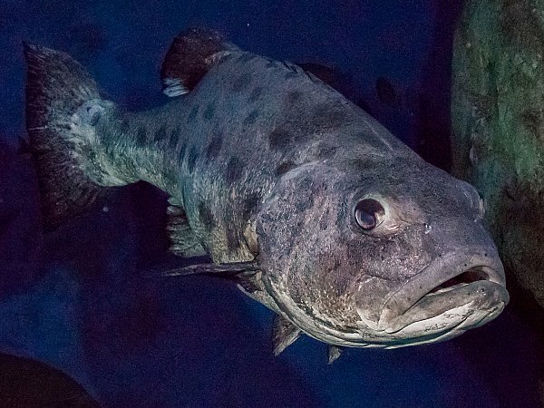 giant sea bass swimming