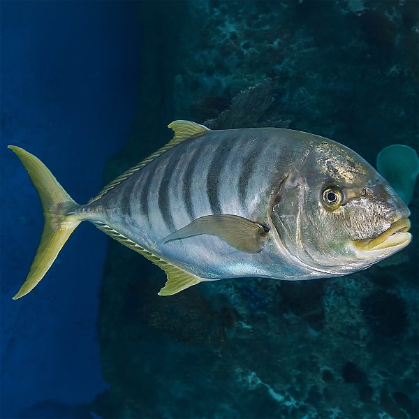 golden trevally