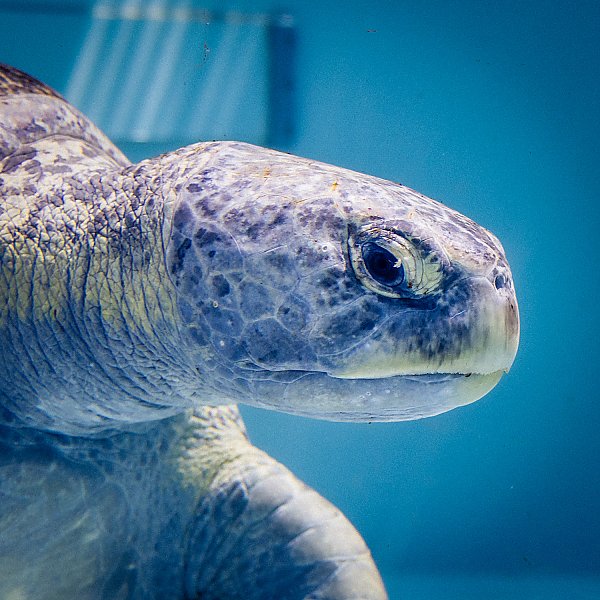 Green_sea_turtle_sideview_rehab_thumb_1500.jpg
