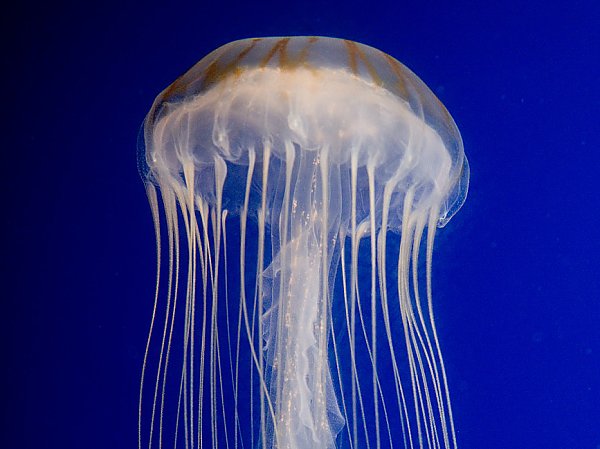 Japanese Sea Nettle bell on blue background