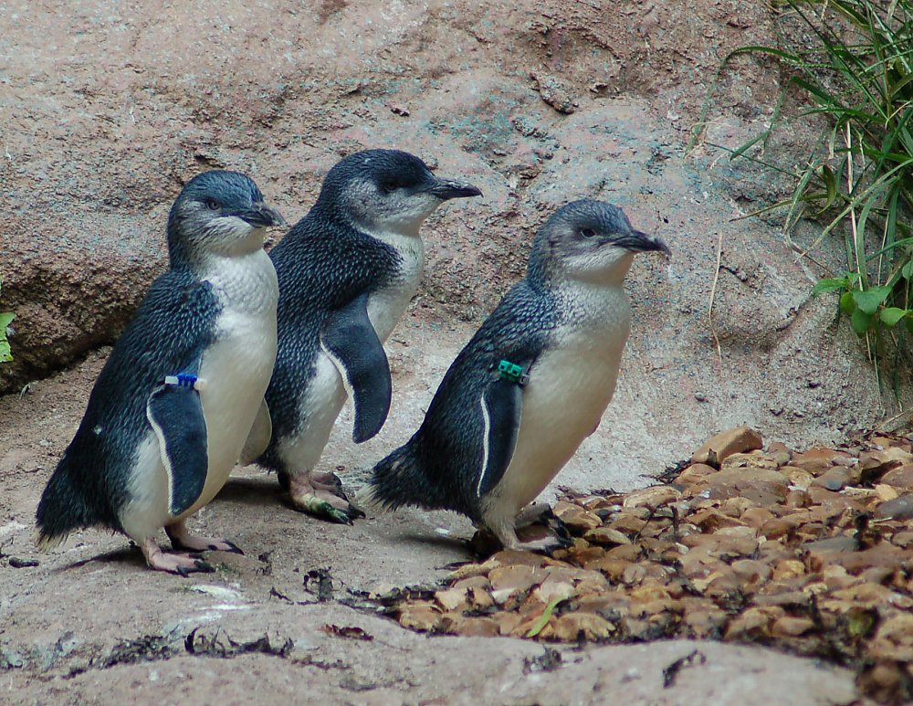 Little Blue Penguins trio walking