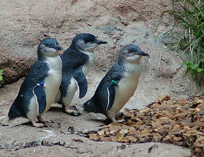 Little Blue Penguins trio walking - thumbnail