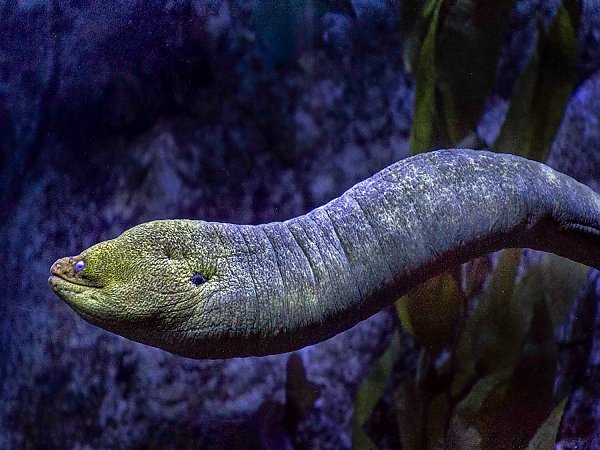 Moray_Eel_sideview_1500.jpg