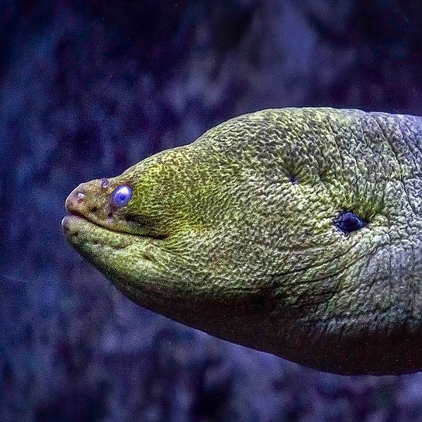 Moray_Eel_sideview_1x1_1500.jpg