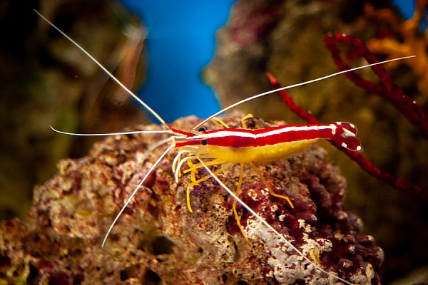 Pacific Cleaner Shrimp from the side