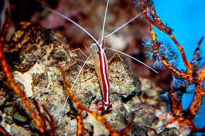 Pacific Cleaner Shrimp top view - thumbnail