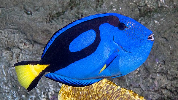 Palette Surgeonfish Blue Tang