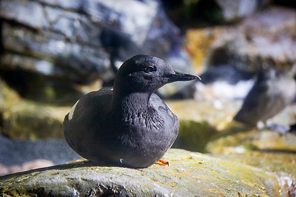 Pigeon Guillemot on rock, profile
