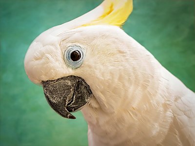 Sulphur-Crested Cockatoo side profile - thumbnail
