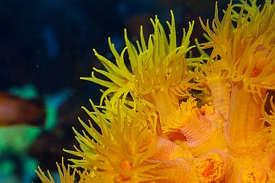 Sun Coral | Online Learning Center | Aquarium of the Pacific