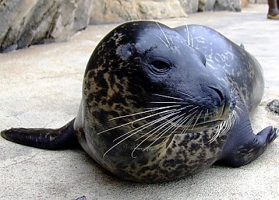 Harbor Seal Troy - thumbnail