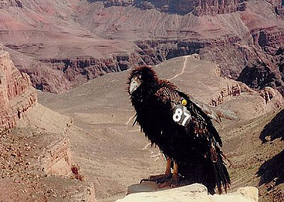 Juvenile California Condor - thumbnail
