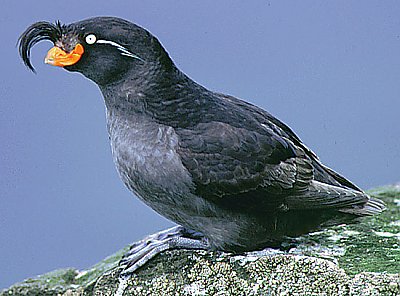 Crested Auklet - thumbnail