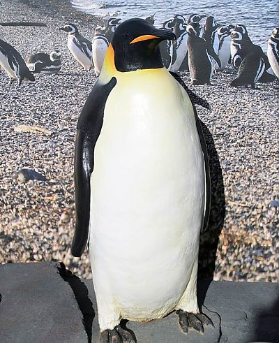 Emperor Penguin, Online Learning Center