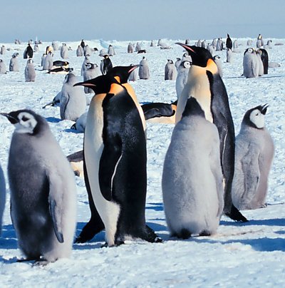 Emperor Penguin colony - thumbnail
