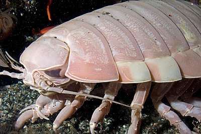 Giant Isopod | Online Learning Center | Aquarium of the Pacific