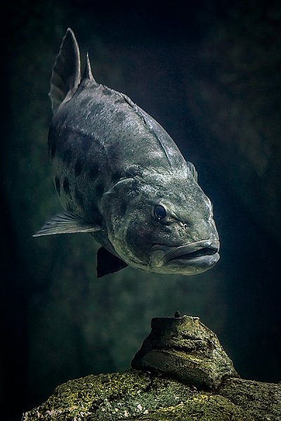 Giant Sea Bass Front View - thumbnail
