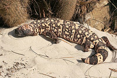 Southern Reticulated Gila Monster sideview