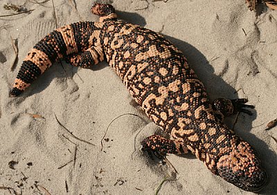 Southern Reticulated Gila Monster top view