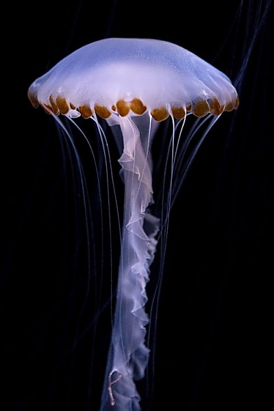 Indonesian Sea Nettle Sea Jelly - thumbnail