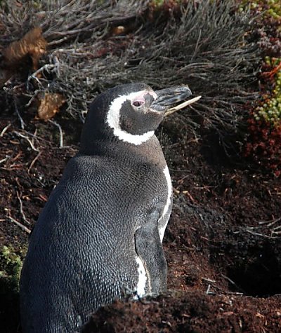 Magellanic Penguin in the Wild - thumbnail
